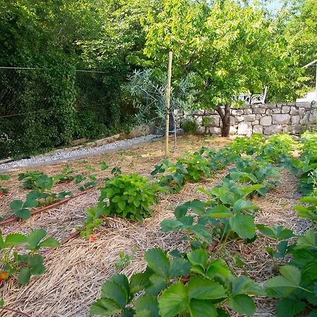 Organic Gardens *
