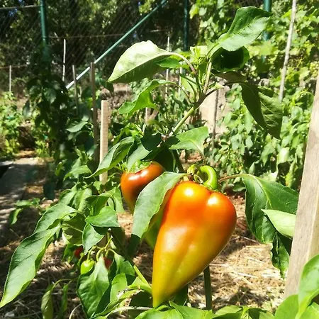 Organic Gardens *