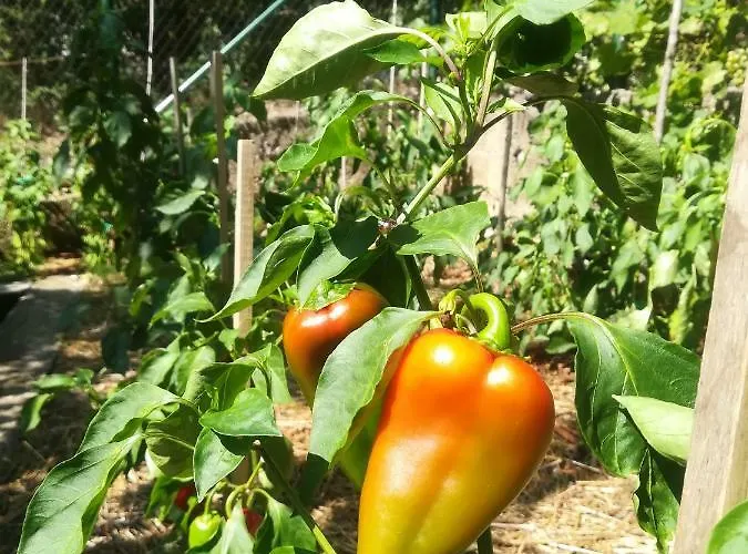 Organic Gardens *