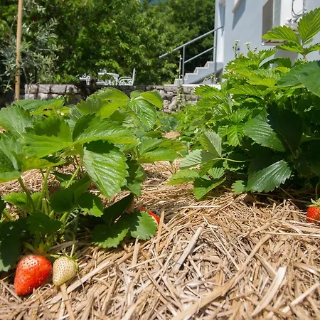 فيلة Organic Gardens *