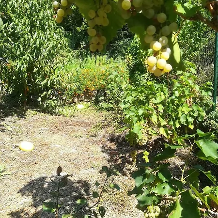 Organic Gardens تْسْغيكفانِتْسا