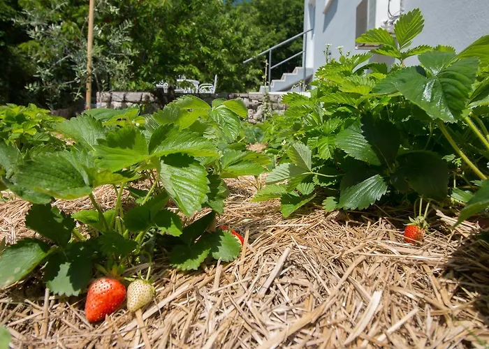 Villa Organic Gardens *